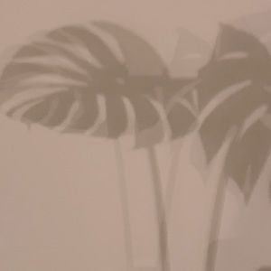 Meet your Posher, AlmodCream